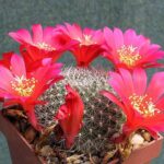 Rebutia