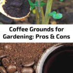Are Coffee Grounds Good for Succulents? Pros and Cons