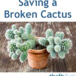 Cactus Broke Off at Base: What to Do When Your Cactus Breaks