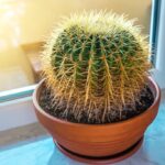What’s Wrong with My Cactus: Diagnosing Common Cactus Problems