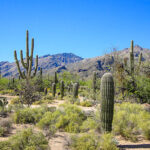 Cactus Native to Arizona: Exploring Arizona’s Most Iconic Cactus Species