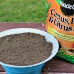 Cactus Potting Soil at Home Depot: What to Look For