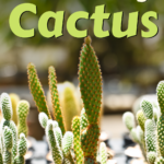 How to Grow a Cactus: Essential Tips for Successful Cactus Care