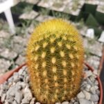 Weberbauerocereus