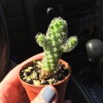 Cactus That Looks Like Flower: The Cactus Species That Resemble Blossoms