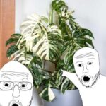 Are All Cacti Succulents? Clearing Up the Confusion