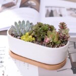 Succulent in a Ceramic Pot: The Right Way to Plant