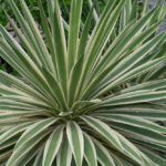 How Much Is Agave? Understanding the Value of Agave Plants and Their Uses