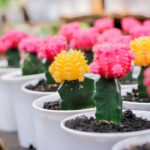 Flowering Cactus House Plants That Will Brighten Your Home