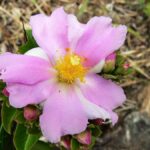 Pereskia