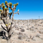 Cactus Types You’ll Find in Nevada