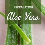 How Do You Root an Aloe Vera Plant? A Step-by-Step Guide to Rooting Aloe Vera Cuttings