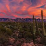 Types of Cactus in AZ: Discovering the Best Cacti in Arizona’s Desert Landscape