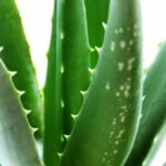 Aloe Plant: How to Use This Natural Wonder