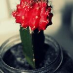 Cactus with Red Ball: The Fascinating Red Ball Cactus and How to Care for It