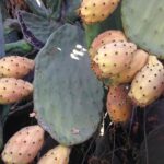 How Do You Eat a Prickly Pear Fruit? A Guide to Harvesting and Enjoying Prickly Pear Fruit