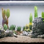 How to Create a Fish Tank Succulent Terrarium