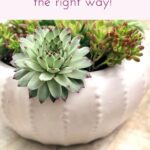 How Long to Bottom Water Succulents: The Right Way to Water Your Succulents