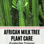 African Milk Tree Watering Tips for a Healthy Happy Plant