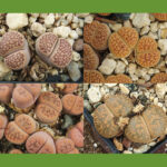 Growing Lithops from Seed: How to Grow Lithops from Seeds Successfully