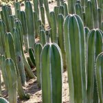How Many Types of Cactus Are There? Exploring the Different Cactus Varieties Around the World