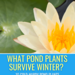 Cactus That Will Survive Winter: Cold-Hardy Favorites