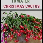 How Often Should a Christmas Cactus Be Watered?