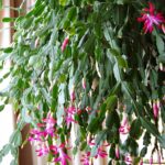 Christmas Cactus Outside Temperature: The Ideal Temperature for Your Christmas Cactus Outdoors