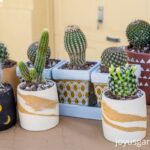 Cactus in Flower Pot: How to Grow Cactus Successfully in Pots