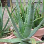 Plant That Looks Like Aloe: Meet the Look-Alikes
