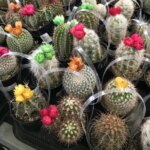Straw Flowers on Cactus: A Beautiful Phenomenon to Watch for in Your Cactus Garden
