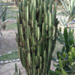 African Milk Plant Cactus: Care Tips for Growing the African Milk Plant Cactus
