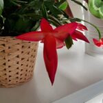 Christmas Cactus Buds Falling Off? Here’s How to Help