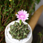 How to Make a Cactus Flower Bloom Beautifully