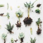 Propagate Succulents in Perlite: How to Successfully Grow Succulents Using Perlite