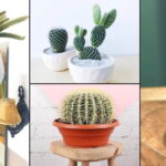 Common House Plants Cactus: The Best Cactus Varieties for Your Indoor Garden
