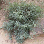 El Paso Desert Plants: Discovering the Unique Flora of the El Paso Desert