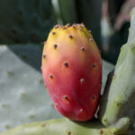 Prickly Pear Cactus Fruit: How to Eat and Enjoy the Delicious Cactus Pear