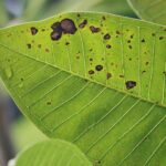 White Fungus on Seedlings: How to Identify and Treat Fungus on Your Young Plants