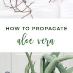 Propagate an Aloe Plant: How to Successfully Grow Aloe from Cuttings