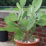 Prickly Pear Cactus in Pot: Growing and Caring for Prickly Pear in Containers
