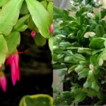 Christmas Cactus Flower Buds: How to Help Them Bloom