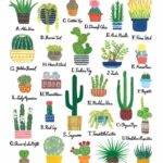 Succulent That Looks Like a Cactus: Identifying Succulents with Cactus-Like Features