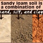What Is Sandy Loam Soil: Why It’s Ideal for Cactus Growth