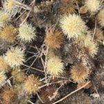 Is Joshua Tree a Cactus? Here’s What It Really Is