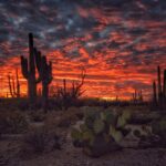 Cactus in Arizona: Names and Iconic Species to Know