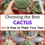 What Soil Do Cacti Need? The Ideal Soil Mix for Healthy Cactus Growth