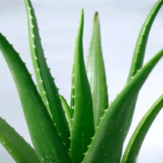 Cactus Looks Like Aloe Vera: Identifying Cacti that Resemble Aloe Vera Plants