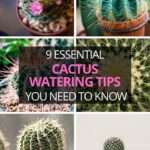 How Often Should You Water Cactus: The Best Watering Schedule for Your Cactus