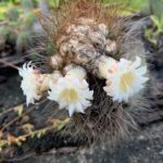 Coleocephalocereus
